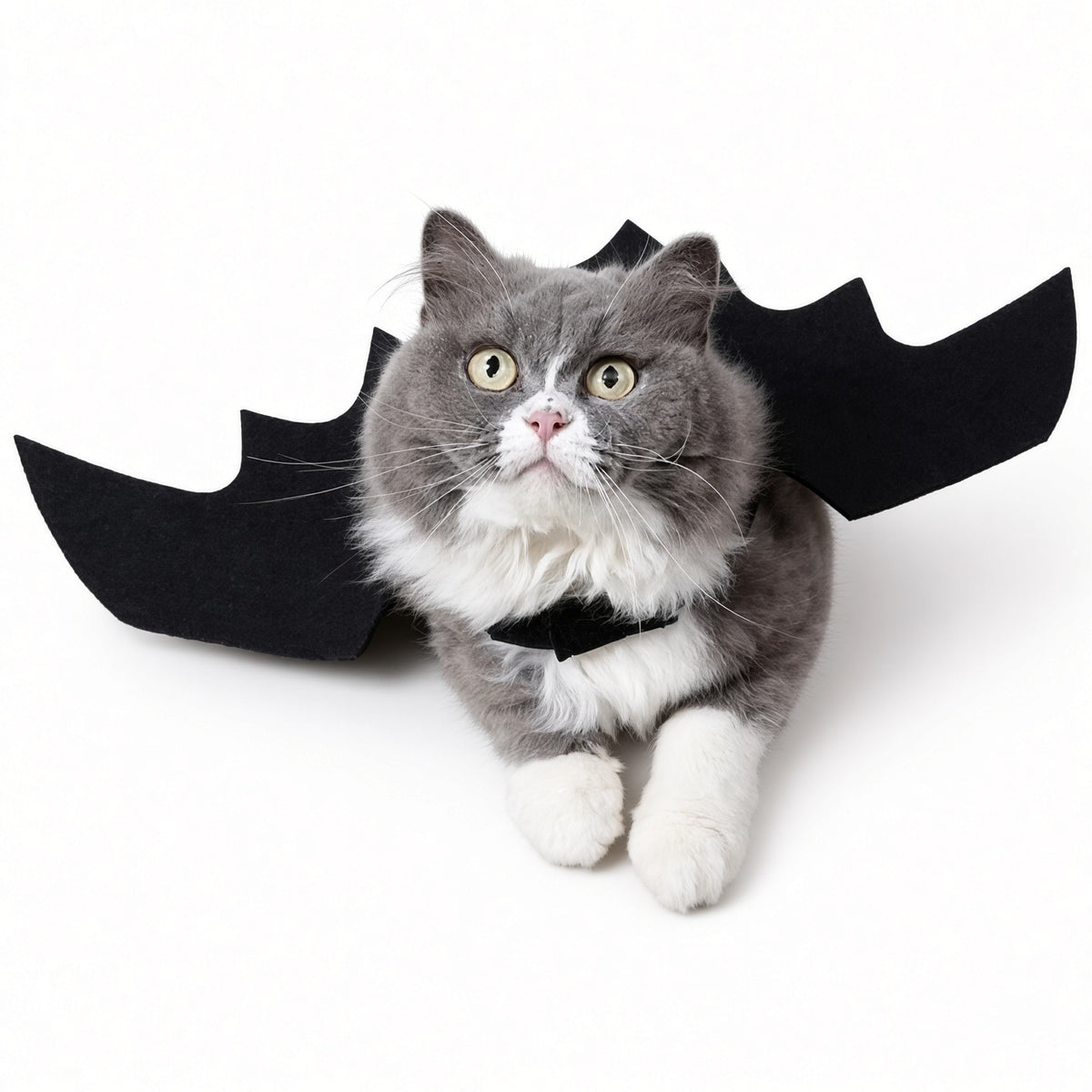 Spooky Kitty Bat Wings